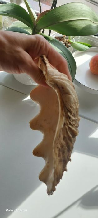 Prawdziwa muszla morska