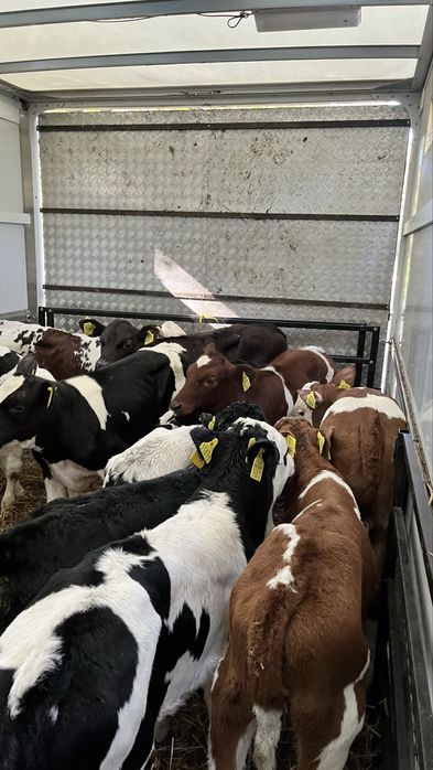 Sprzedam cielaki ciele