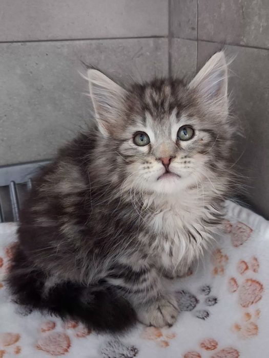 Gatinho  Bosques da Noruega com lop