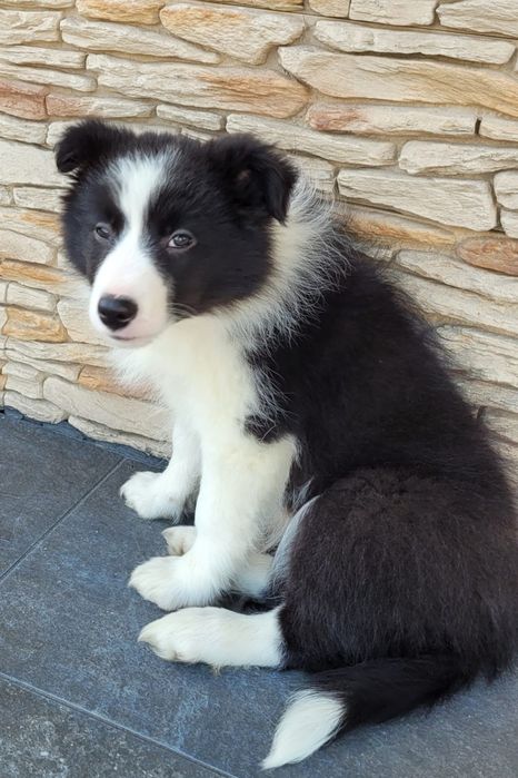 Border Collie suczka