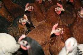 KURY NIOSKI FERMA DROBIU Rosa Leghorn LOHMAN z jajkami. Z dowozem