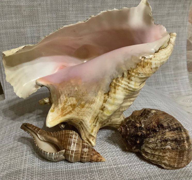 Продам  мушлі Стромбуса та Рапана