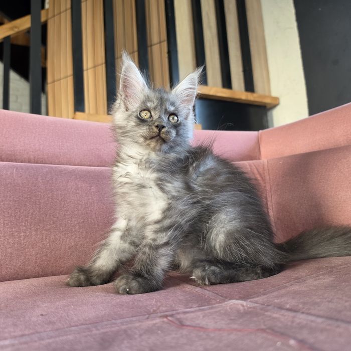 Kocurek  Maine coon rodowód fpl dymny