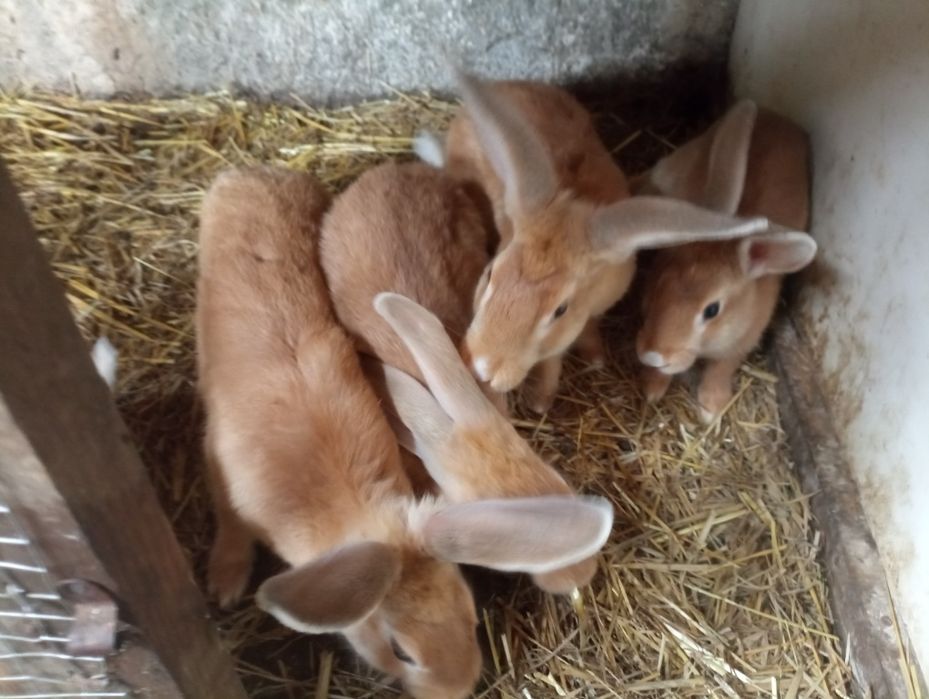 Coelhos (machos e fêmeas) com cerca de 3 meses