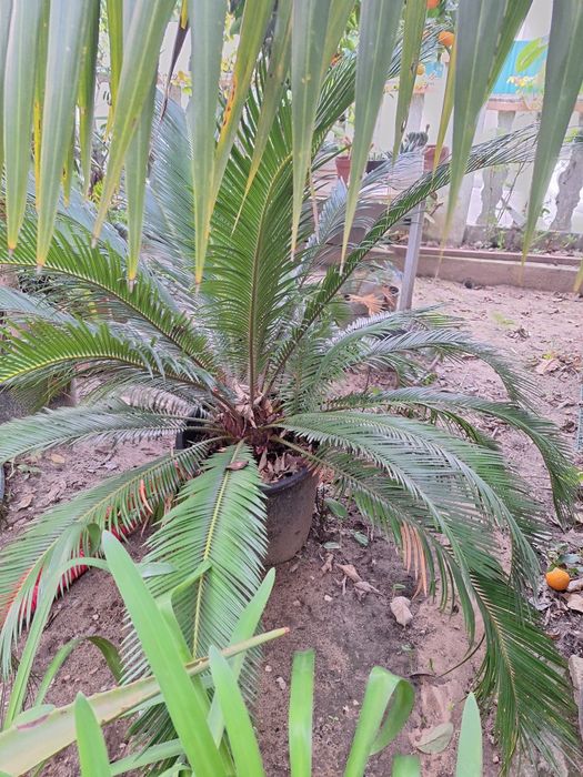 Cycas para jardins