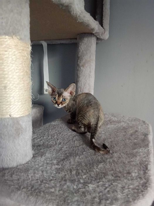 Piękna kotka Devon Rex "CHANEL"