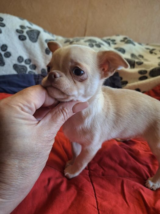 Девочка чихуахуа.