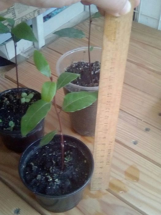 Лавр кімнатний зкс