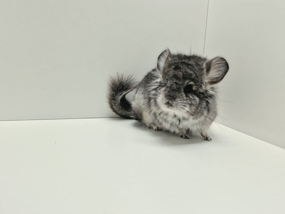 Szynszyle szynszyla szynszyl ANGORA