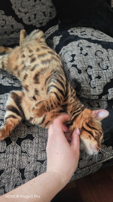 Dorosła kotka bengalska