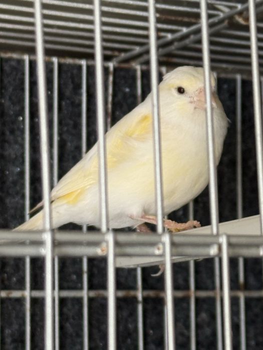femea canaria saudavel