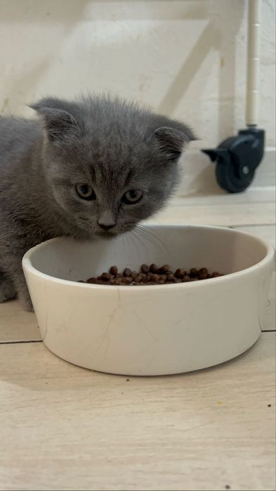 Коти Висловухі Шотландці