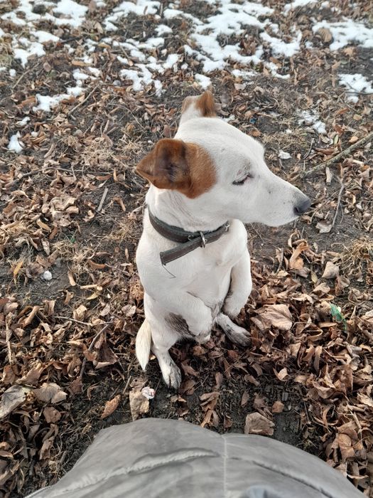 Хлопчик на в'язку прода Джек Рассел Тер'єр