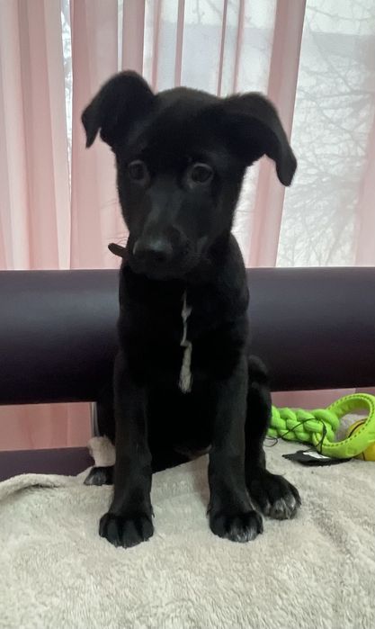 Дівчинка метис німецької вівчарки