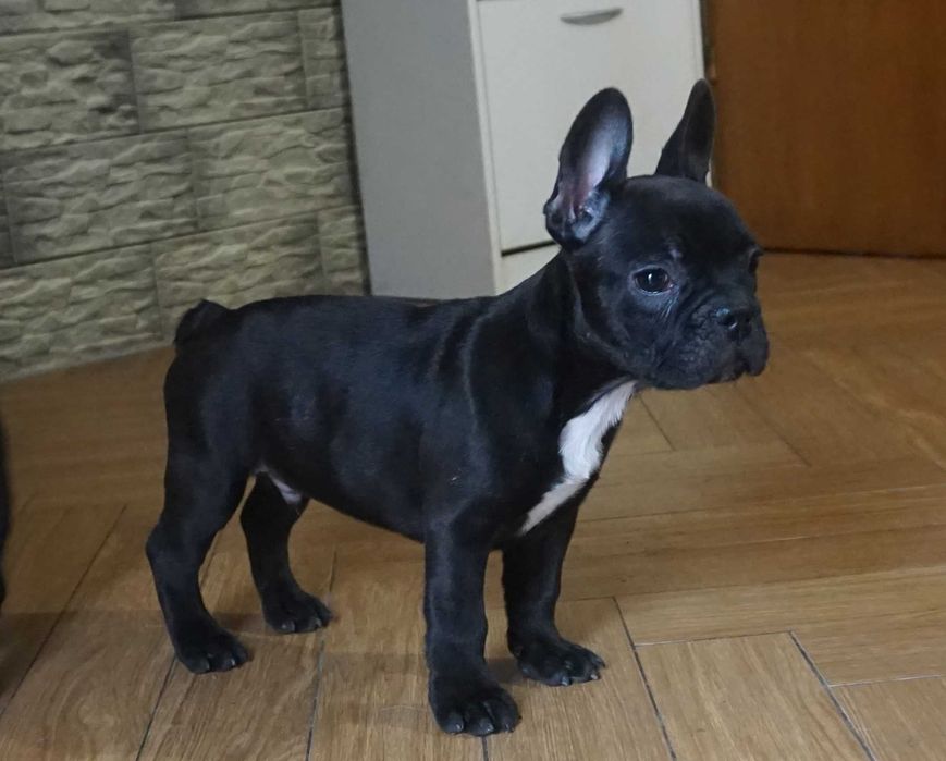 czarnulek z białym krawatem piesek buldog francuski