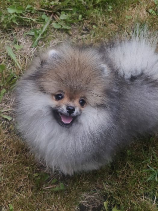 Pomeranian szpic miniaturowy
