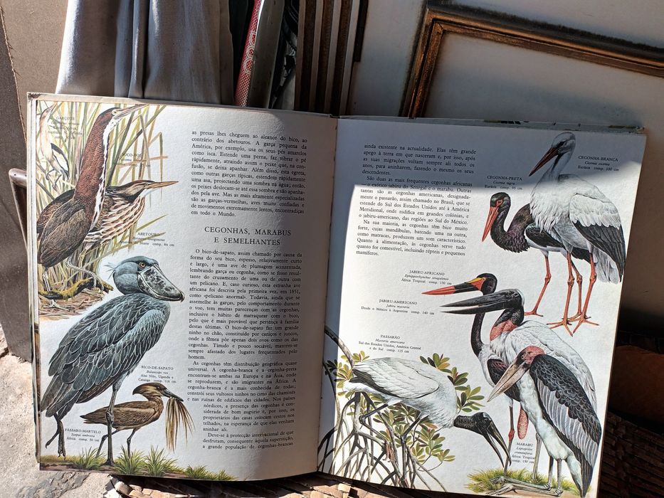 Grande livro das aves