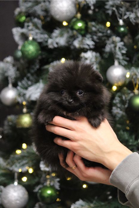 Курносая мини шпиц ,девочка шпиц продажа