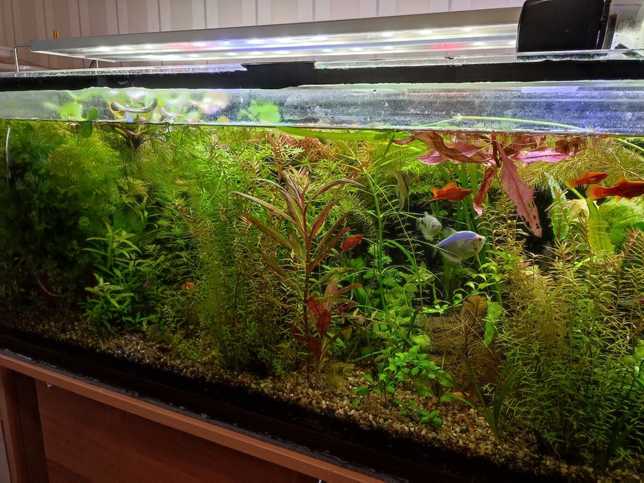 Акваріумні рослини