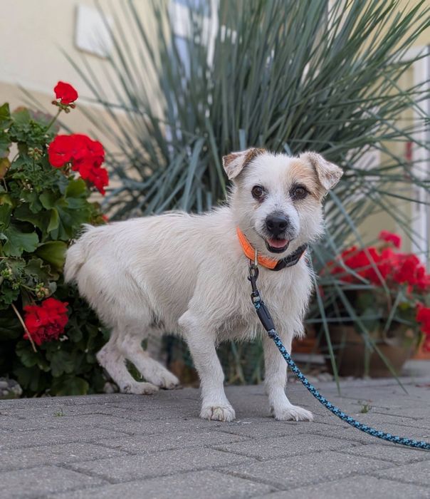 Delikatny Kardynał w typie Jack Rusell Terrier szuka domu. ADOPTUJ