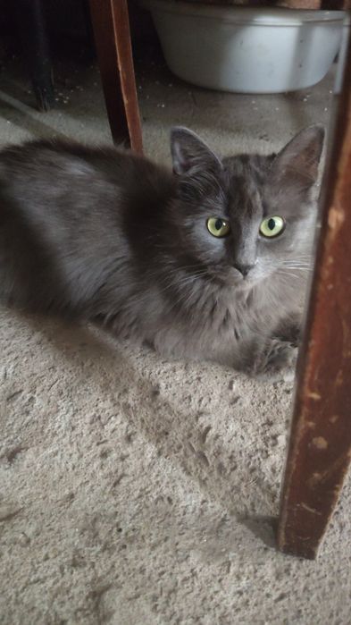 Котята      отдадим