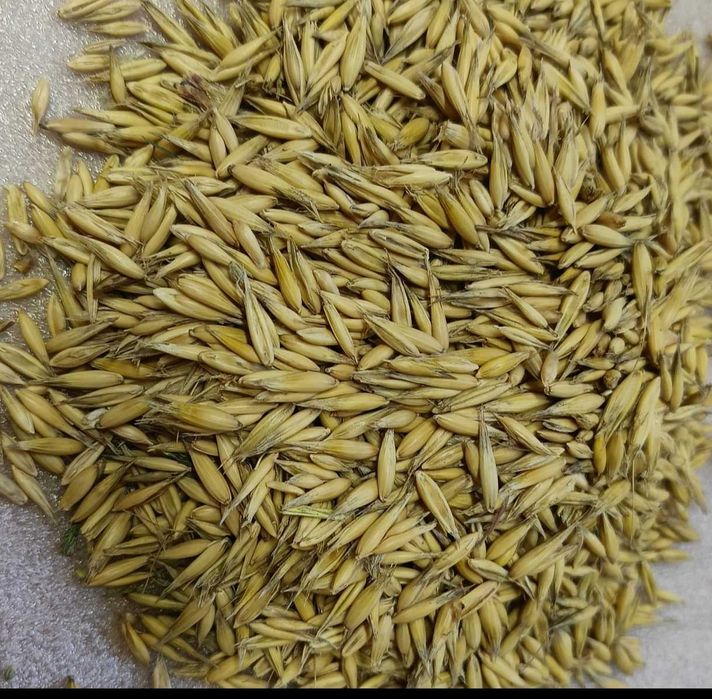 Owies na paszę lub opał