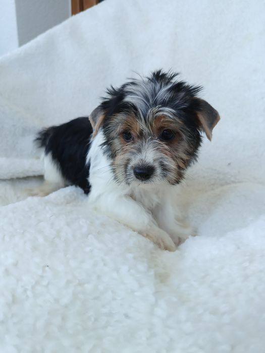 Psy rasowe york terrier