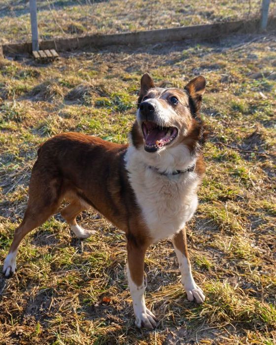 mix owczarka Collie szuka domu