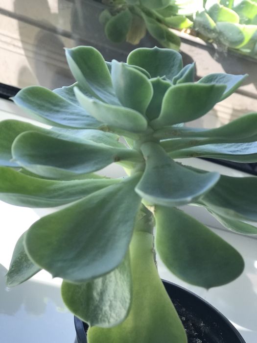 Ехеверія 3 шт разом