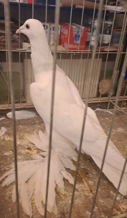 Bocian dolnośląski