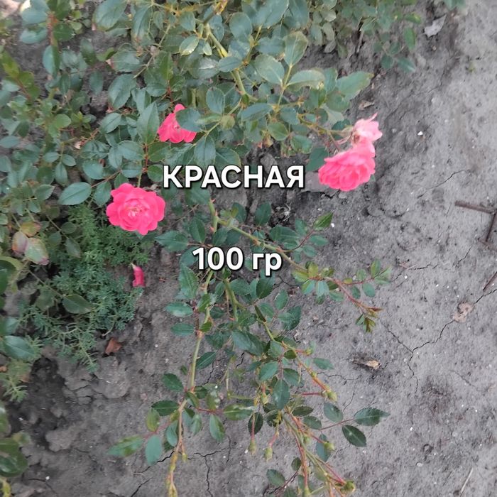 РОЗА ФЕЙРИ, на собственных корнях,