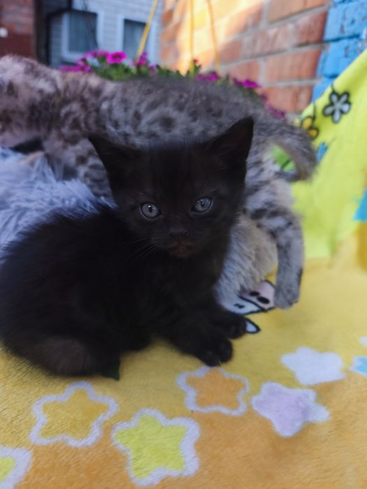 Шотландско британський котенок.Осталась девочка прямоушка