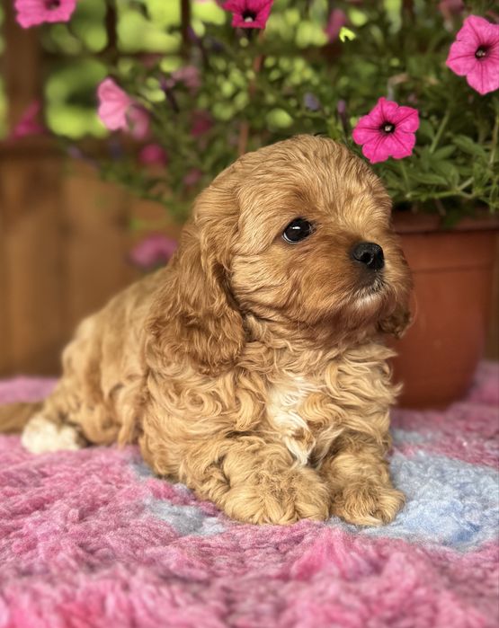 Cavapoo - Dziewczynka