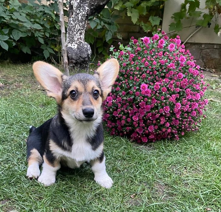 Неймовірна дівчинка Вельш Коргі Пемброк,