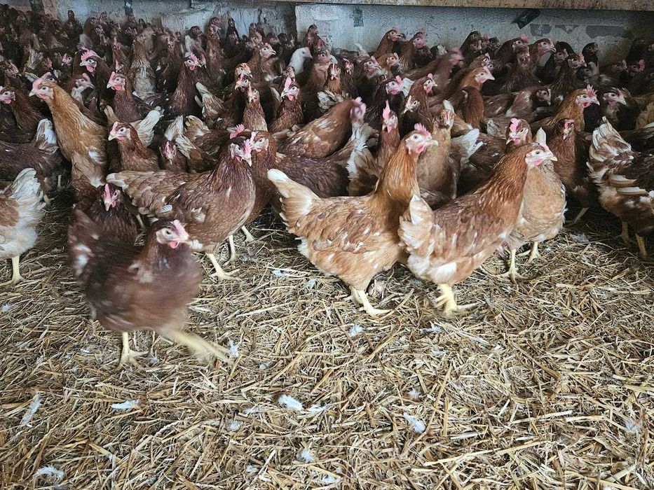 Kurki kokoszki nioski Tetra brązowa odchowana super nioska