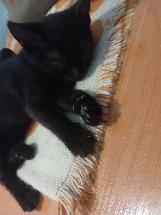Котик в добрі руки.безкоштовно