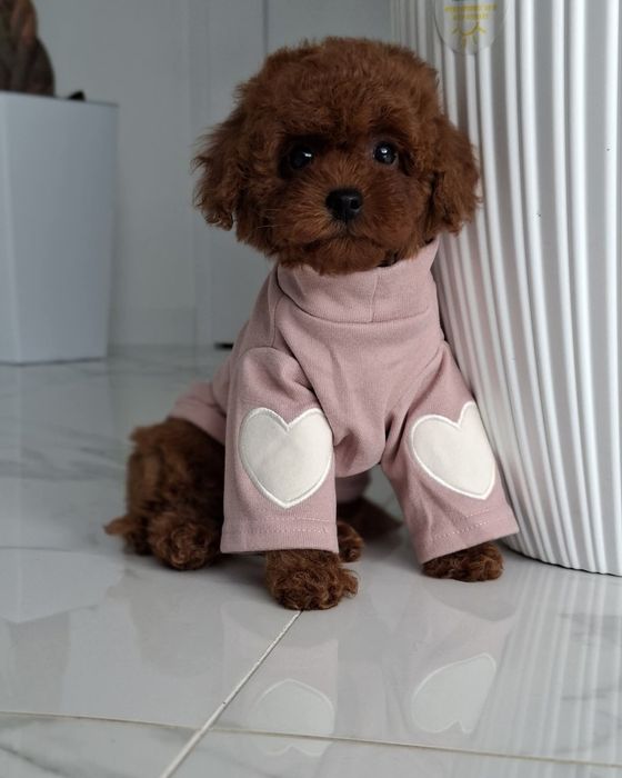 Ред браун темний, малюк той пудель