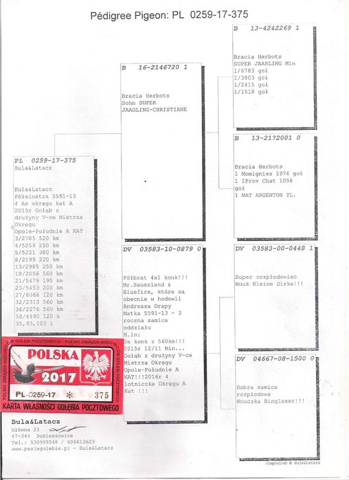 Młode 2026 para 45 Herbots JAARLING gołąb gołębie pocztowe 3x Dyplom