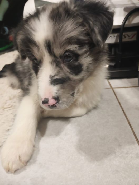 Bardzo duzy chlopak Border Collie samiec samczyk blue merle