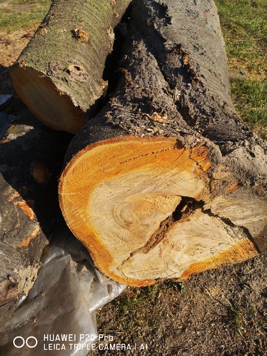 Pień czereśni, sezonowany