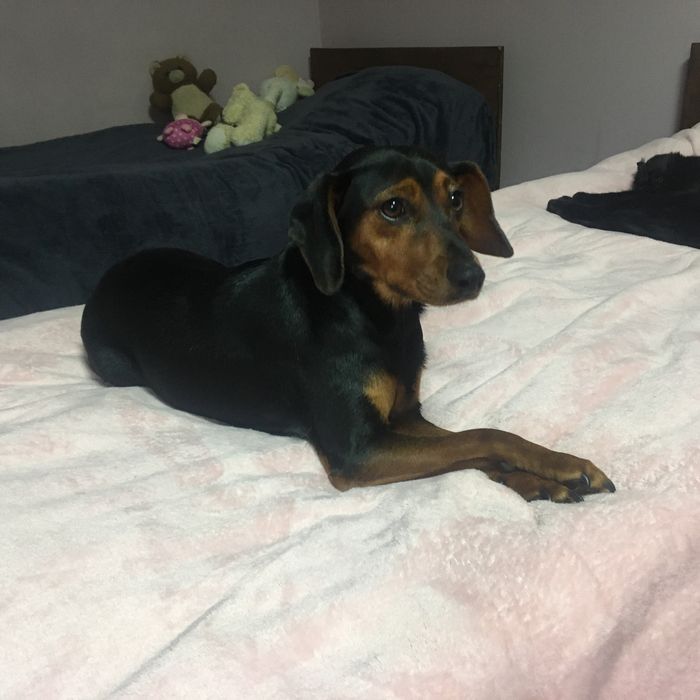 Цуценята в добрі руки!!!