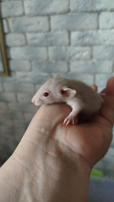 Щурики  породи Дамбо