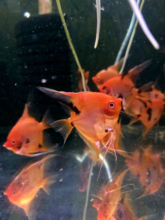 Skalar red devil/czerwone