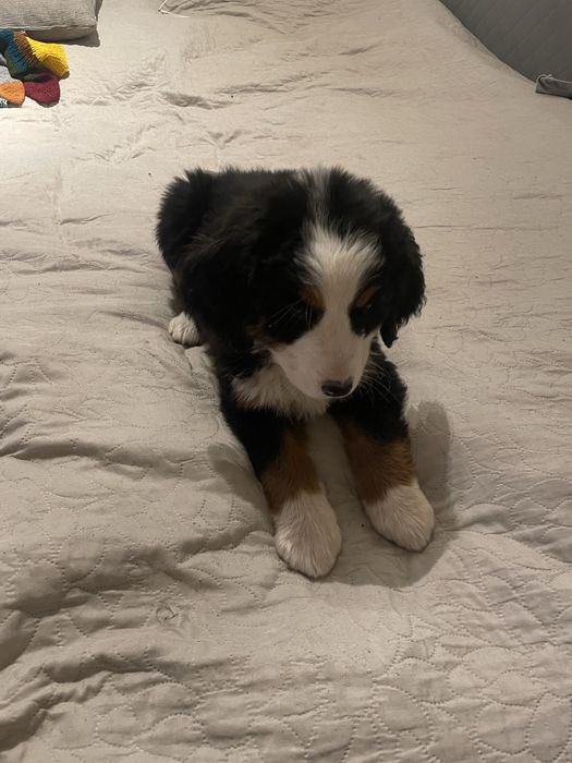 Bernenski Pies Pasterski