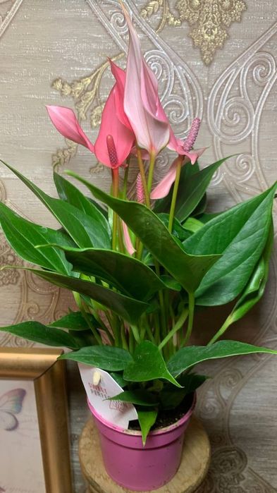 Антуриум  Лілі --міні сорт