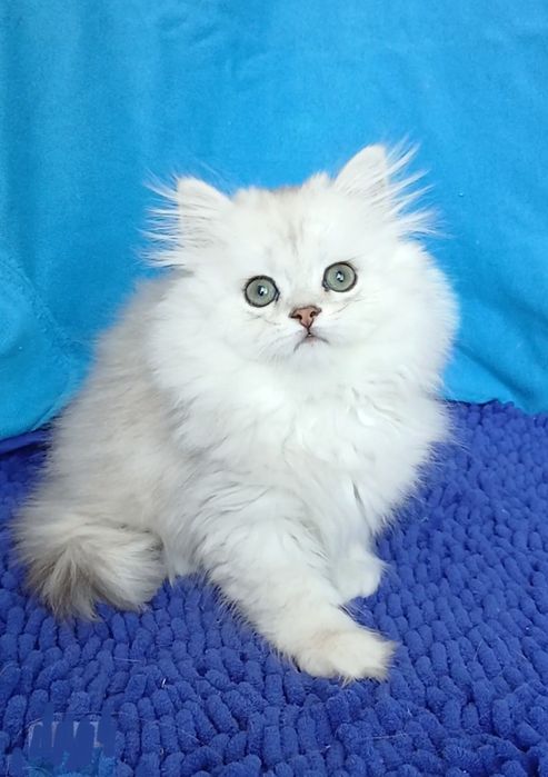 Девочка Серебристаяшиншилла британская