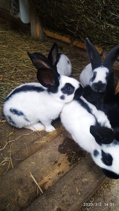 Самці  самки  німецького строкача 2-3 місяці.