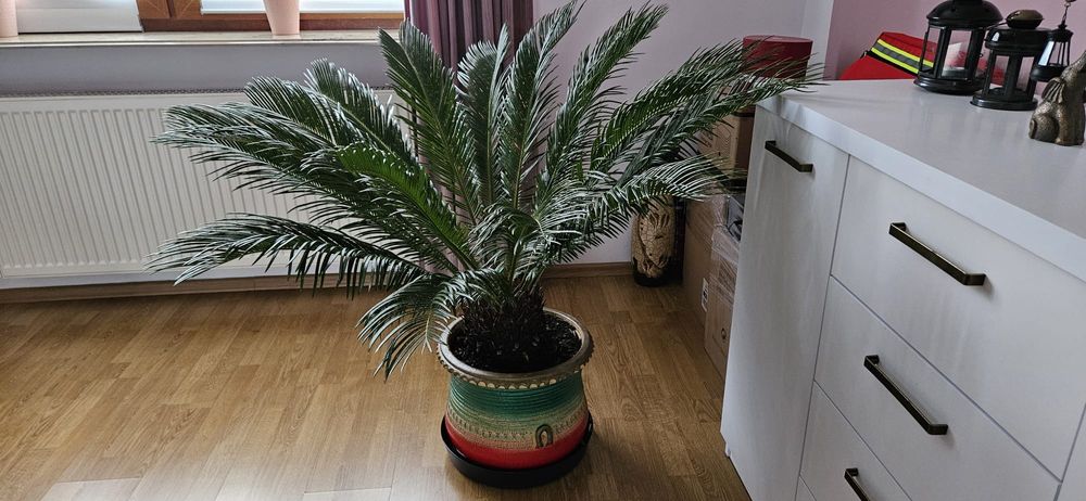 Sprzedam kwiat Cykas