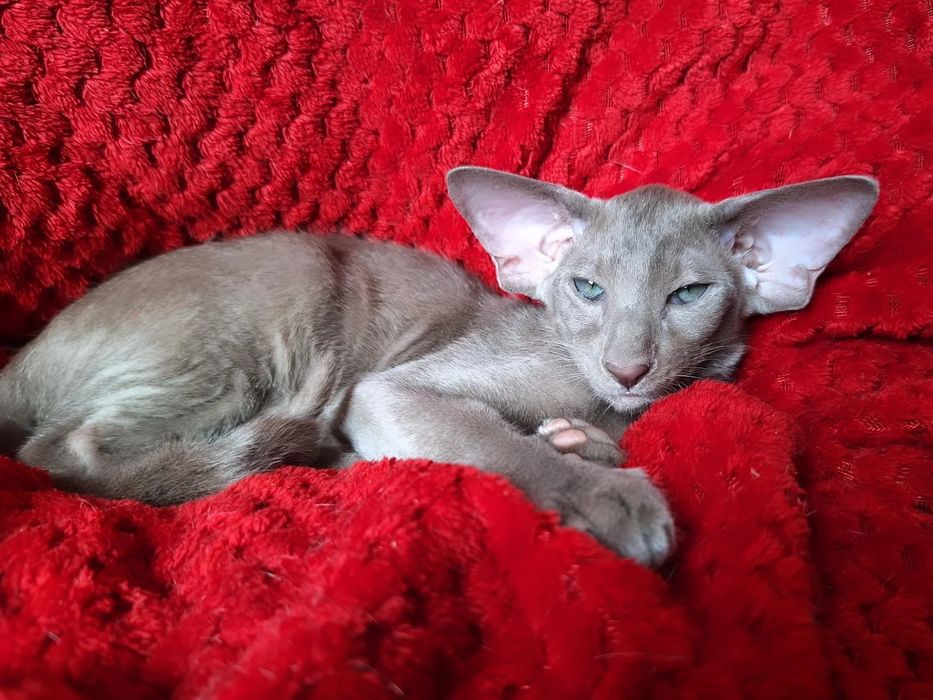 Лиловый ориентальный мальчик