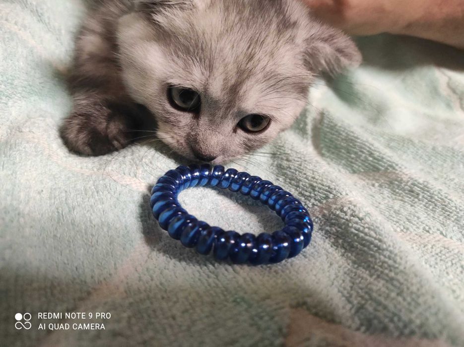 Продам ЧИСТОКРОВНЫХ, НЕ СТИРИЛЬНЫХ шотландских котят